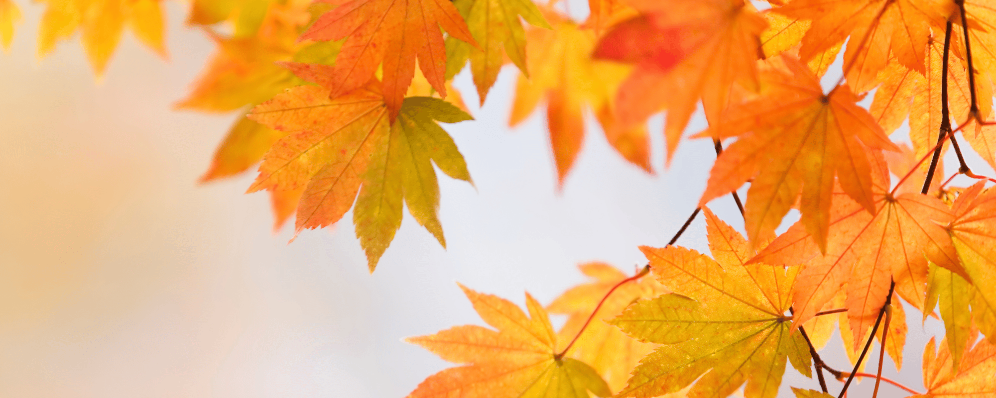 Herbst Mode